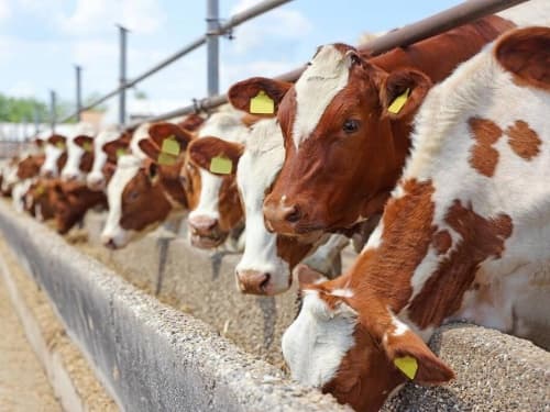 Veterinary ultrasound gives cattle key indicators to accurately judge the health of the embryo(图2)