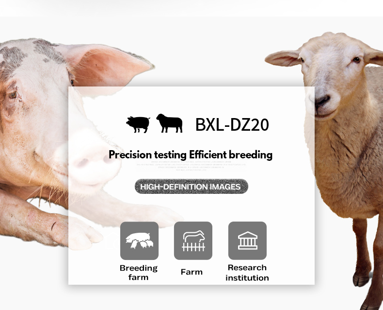 BXL-DZ20 Animal OPU Doppler Ultrasound | For artificial insemination of pigs and sheep(图2)
