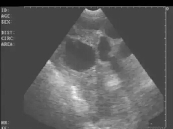 Detailed picture and text explanation of the usage of the B-ultrasound machine for pigs(图11)