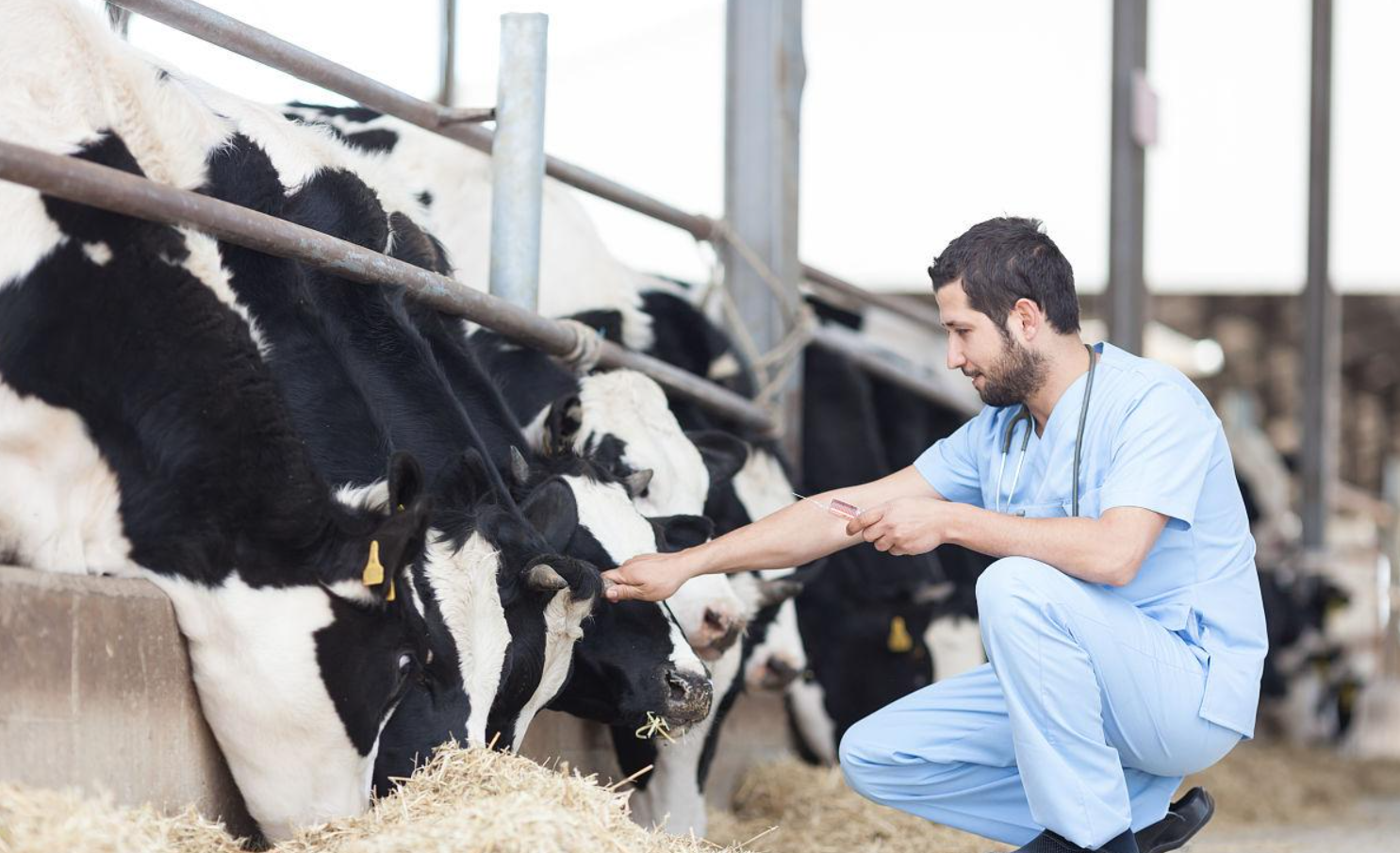 Ultrasound diagnosis of breast edema in young cows using imported cattle