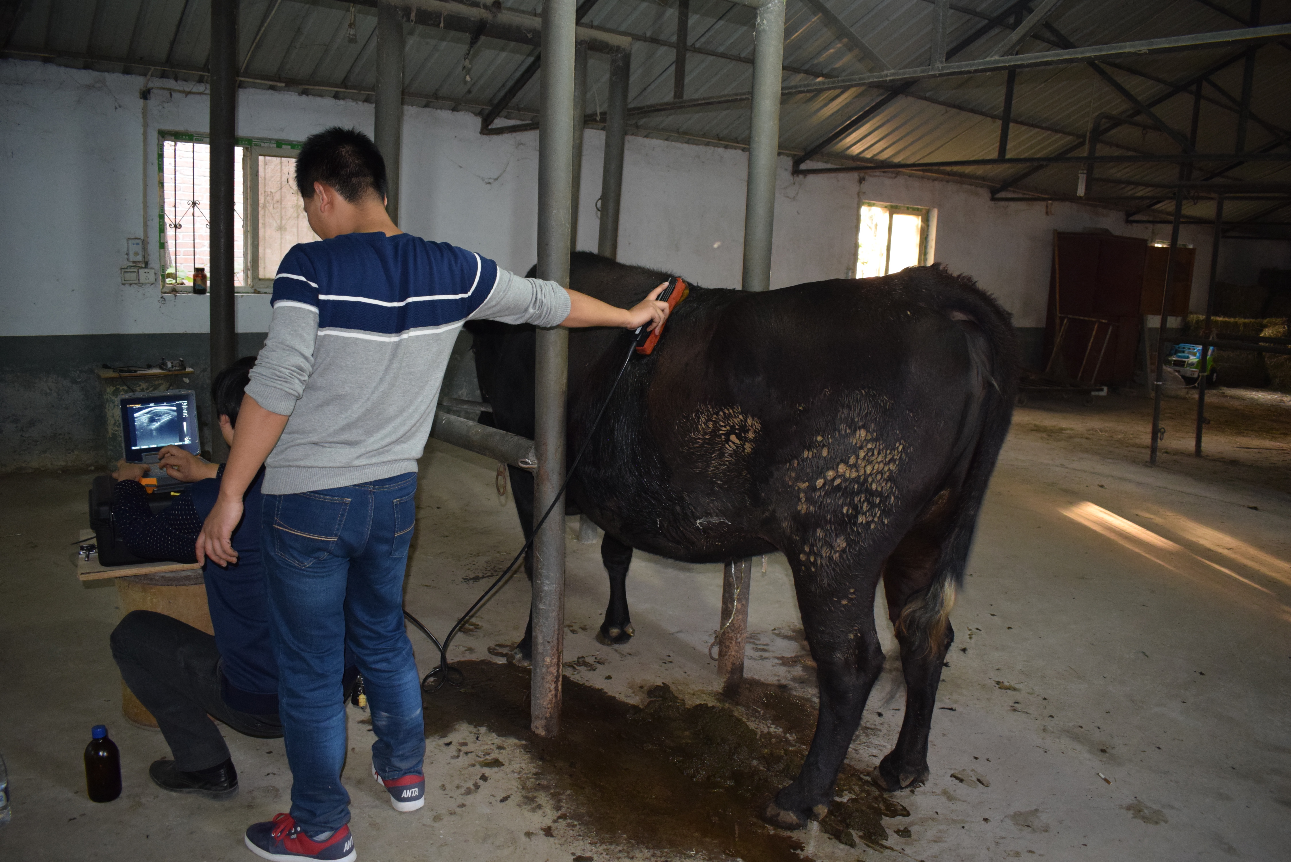 The Significance and Advancements of Bovine Ultrasound Machines in Veterinary Medicine