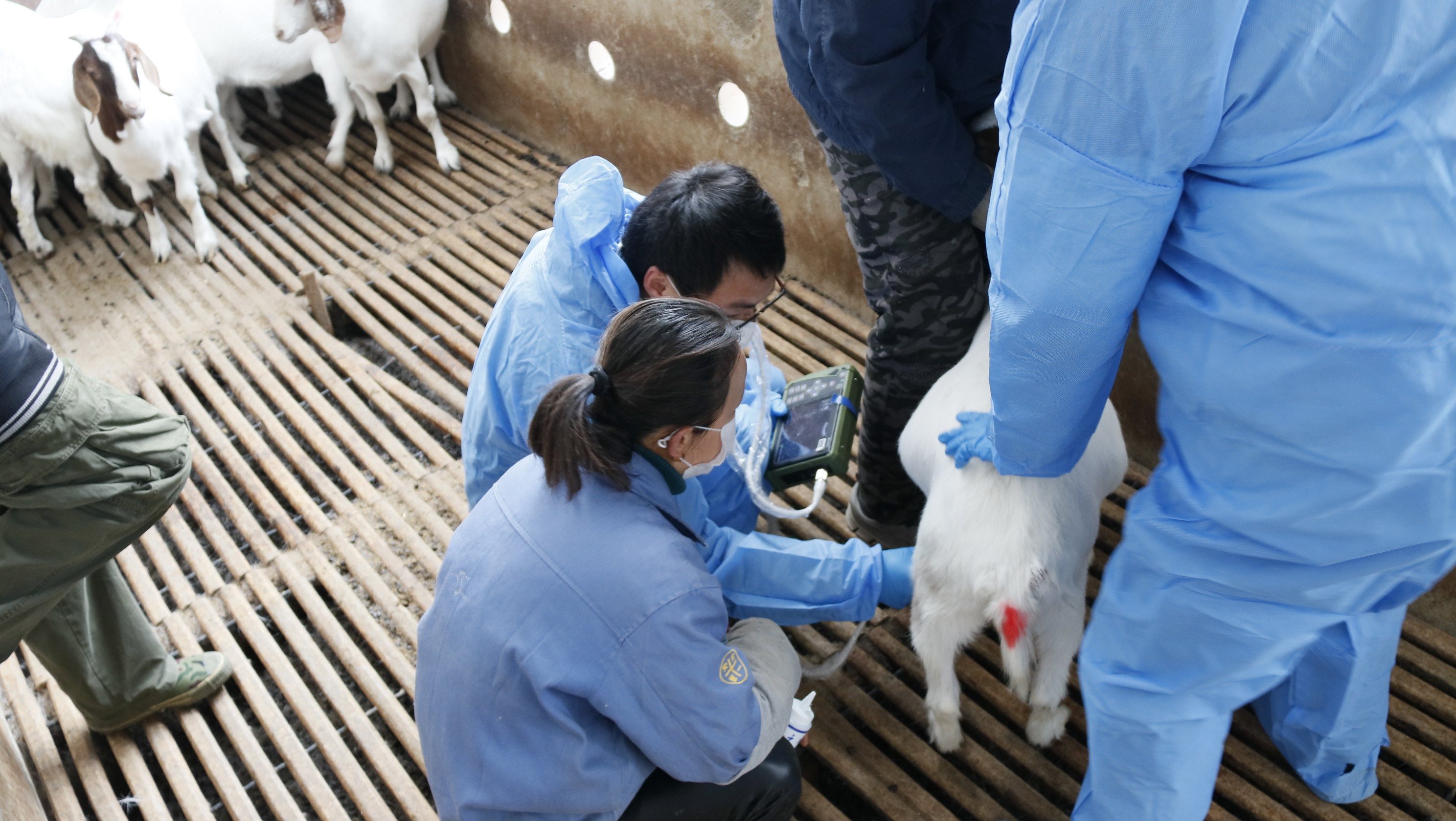 The diagnostic value of B-ultrasound in ewe uterine prolapse