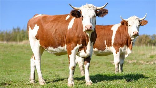 Revolutionizing Livestock Management with Veterinary Ultrasound Technology(图3)
