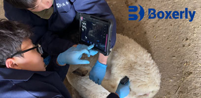 Veterinary ultrasound leads the development wave of animal husbandry