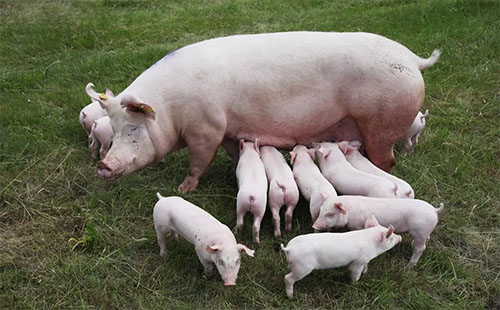 How Next-Gen Portable Pig Ultrasound Devices Are Transforming Animal Care(图1)