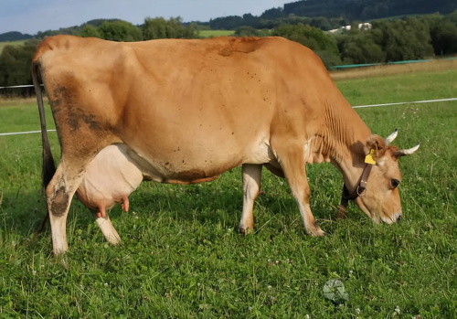 How Next-Gen Portable Pig Ultrasound Devices Are Transforming Animal Care(图2)