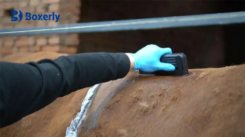 Measuring animal back fat at home? Correct use of veterinary backfat meter method(图1)