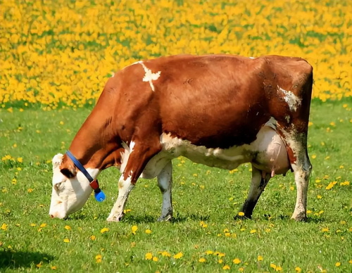 Measuring animal back fat at home? Correct use of veterinary backfat meter method(图2)