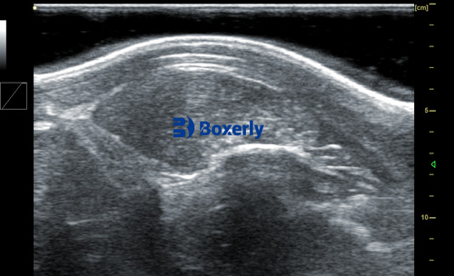 Measuring animal back fat at home? Correct use of veterinary backfat meter method(图4)