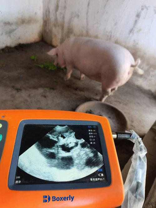 Can Animals Have Ultrasound? Exploring the Use of Veterinary Ultrasound Technology(图2)
