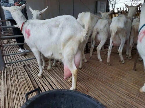 What is the difference between human ultrasound and animal ultrasound?(图1)