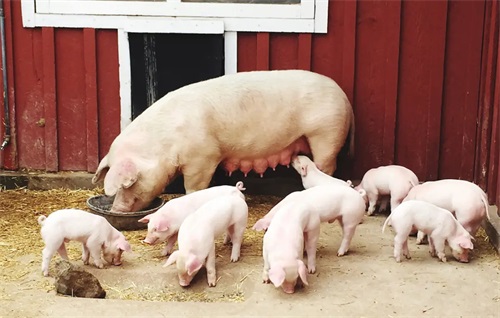What is the difference between human ultrasound and animal ultrasound?(图3)