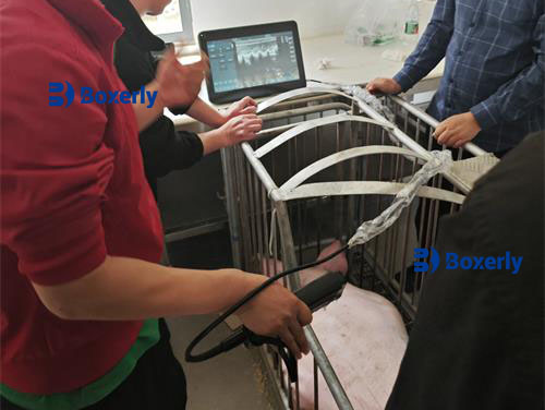 What is the difference between human ultrasound and animal ultrasound?(图4)