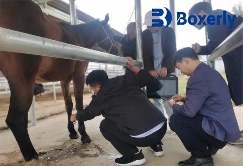 The application of veterinary ultrasound in the health management of racehorses(图5)