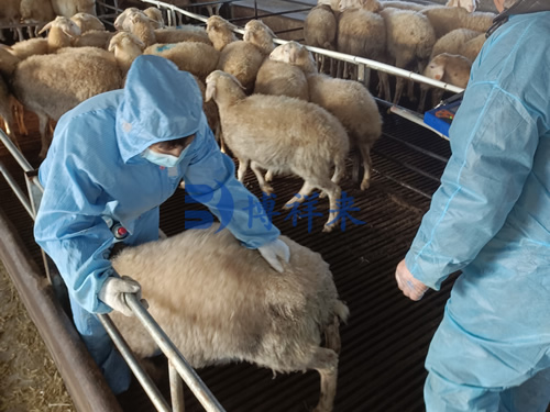 how to become a veterinary ultrasound tech(图2)