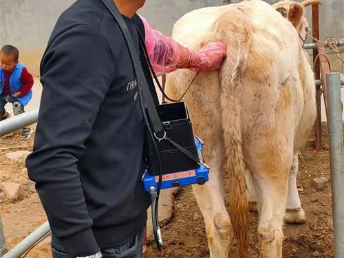 how to become a veterinary ultrasound tech(图5)