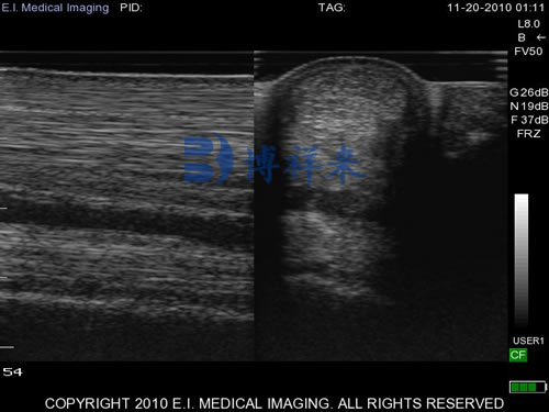 Equine tendon ultrasound: a guide to accurate imaging and diagnosis(图3)
