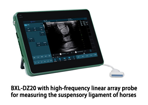 Equine tendon ultrasound: a guide to accurate imaging and diagnosis(图5)