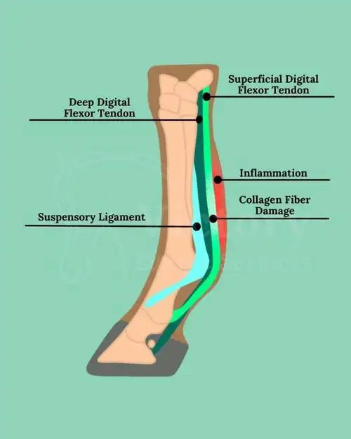 how to fix a bowed tendon on a horse(图1)