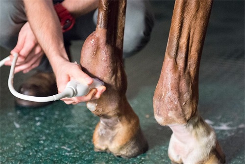 how to fix a bowed tendon on a horse(图3)