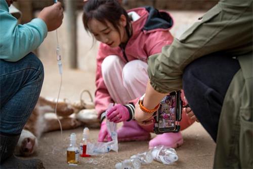 The Role of Ultrasound in Emergency Veterinary Medicine(图4)