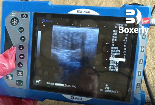 What Is a Typical Day as a Veterinarian(图4)