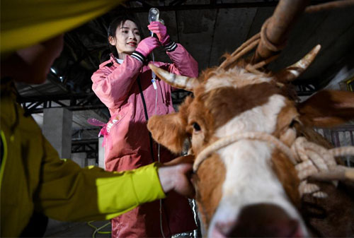 What Is a Typical Day as a Veterinarian(图2)