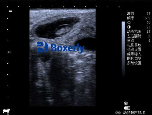 Application of Linear Probe Ultrasound in Veterinary Imaging(图3)