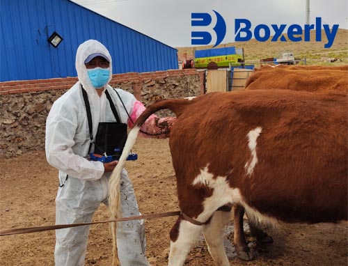 Revolutionizing Animal Care with Linear Probe Vet Ultrasound(图2)