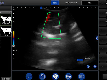 Revolutionizing Animal Care with Linear Probe Vet Ultrasound(图4)