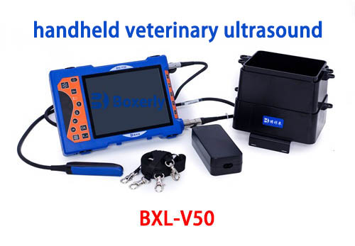 Precision Imaging: The Power of Linear Probe Vet Ultrasound(图3)