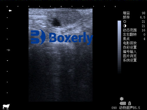 How Cattle Ultrasound Boosts Reproductive Success on Farms(图3)