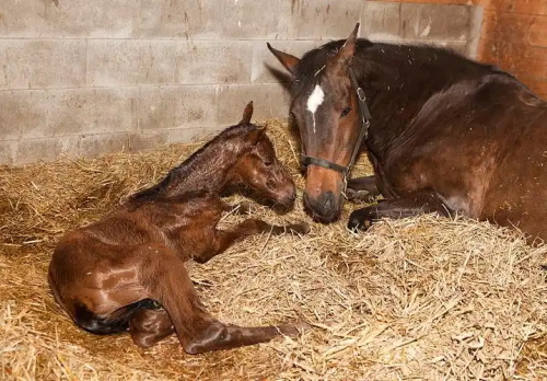 Choosing the Right Ultrasound Machine for Large Animal Practice