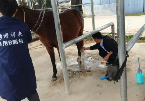 Choosing the Right Ultrasound Machine for Large Animal Practice(图2)