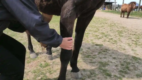 The Growing Role of Ultrasound in Equine Veterinary Care