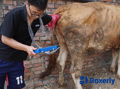 How Veterinary Ultrasound Increases Practice Efficiency and Efficacy
