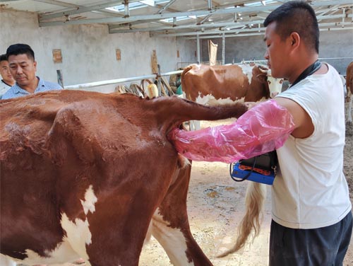 Improving Beef Cattle Genetics with Real-Time Ultrasound Data(图2)