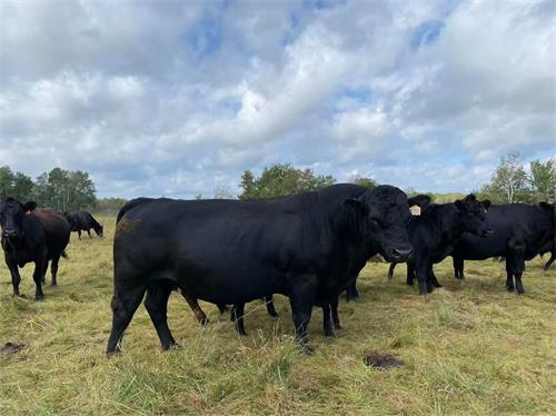 How to Detect Pregnancy in Cattle?