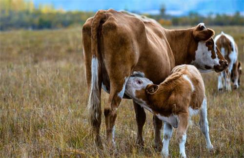 Benefits of Ultrasound for Animal Diagnosis(图3)