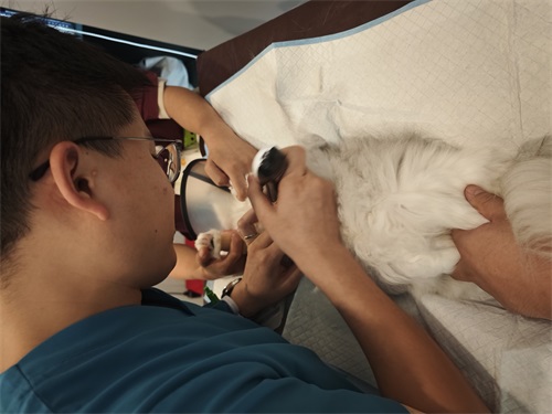 What Types of Animals Can Be Examined Using a Veterinary Ultrasound Scanner?(图4)