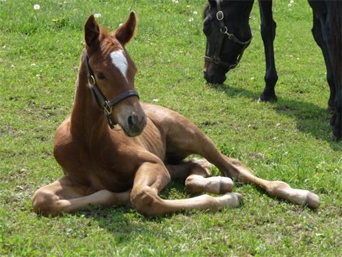 Fresh vs Frozen Semen: Which is Better for Mare Insemination?
