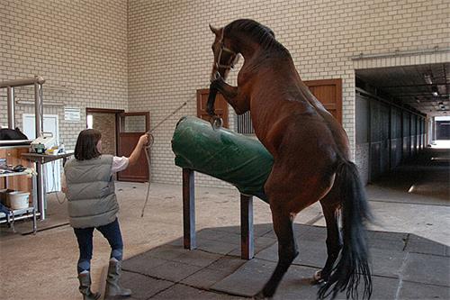 Fresh vs Frozen Semen: Which is Better for Mare Insemination?(图2)
