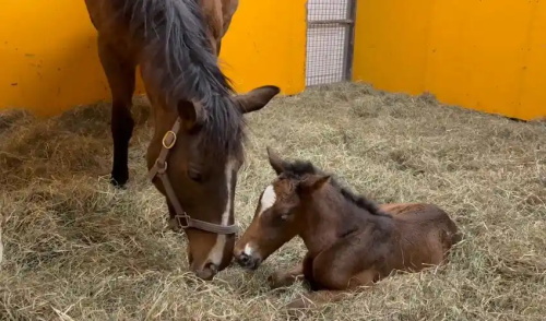 Fresh vs Frozen Semen: Which is Better for Mare Insemination?(图4)