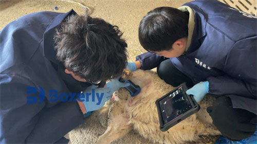 Ultrasonographic Examination of Udder Health in Lactating Ewes(图2)