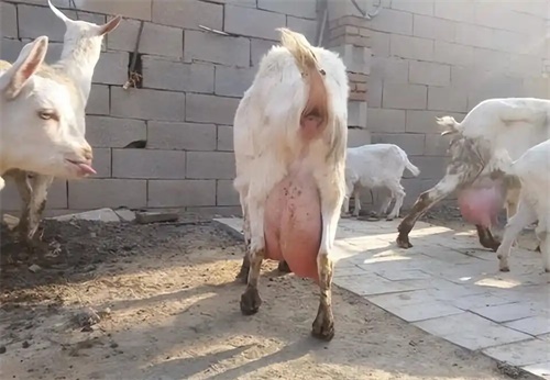 Ultrasonographic Examination of Udder Health in Lactating Ewes