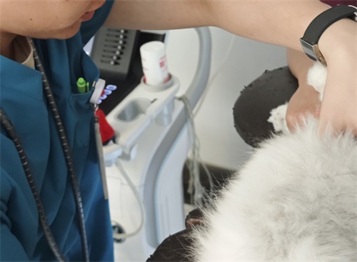 Assessing the Safety of Ultrasound Use During Early Pregnancy in Dogs(图3)