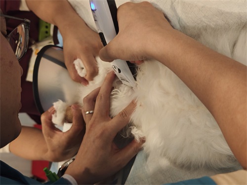 Assessing the Safety of Ultrasound Use During Early Pregnancy in Dogs(图4)