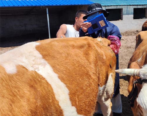 Ultrasound Monitoring Reveals How Calf Birth Weight Influences Uterine Recovery in Dairy Cows