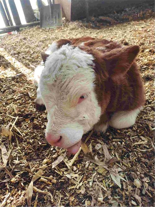 Ultrasound Monitoring Reveals How Calf Birth Weight Influences Uterine Recovery in Dairy Cows(图1)