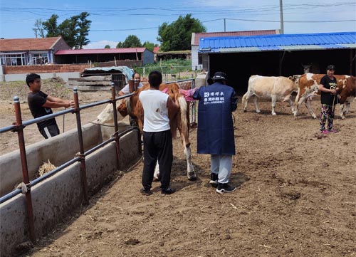 Estimating Calving Dates in Cows Using Veterinary Ultrasonography